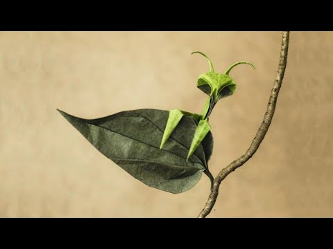 Origami Hidden by Sébastien Limet