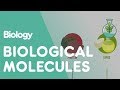 Exploring Biological Molecules and Their Functions