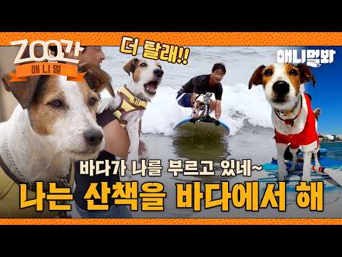 [ZOO간애니멀] 절대로 <strong>망고</strong> 앞에서 서핑을 언급하면 안돼...! 광안리를 누비는 서빙 집착견 <strong>망고</strong>🐶 #동물농장 #animalfarm