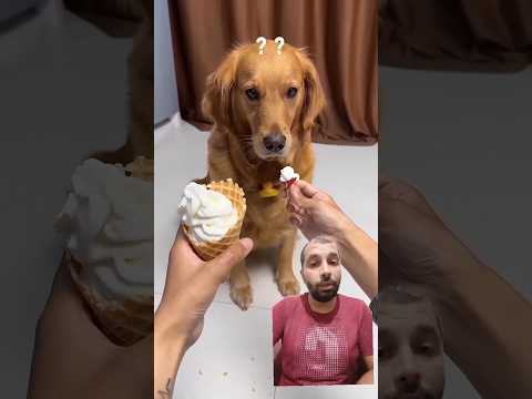 #dog #funny #goldenretriever #pets #cute #corgitoys #cat #catfunny #شفا #corgifun
