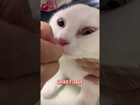 Bee Stung Cat: Owner to the Rescue!  #pets #cat #funny
