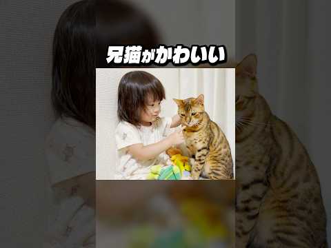 噛みつき兄猫がかわいくてベタベタしちゃう娘 #shorts #猫のいる暮らし