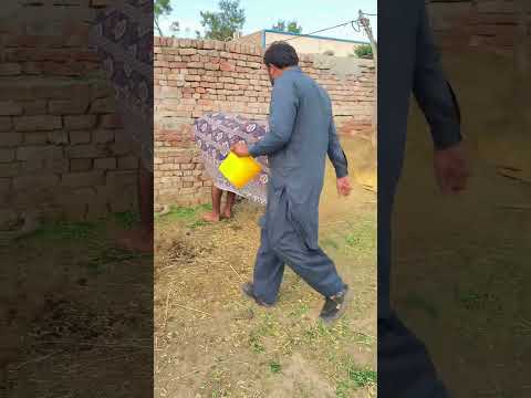 Funny beffalo #funny #funnyclips #comedyvideos #comedy #fun #trending #shorts