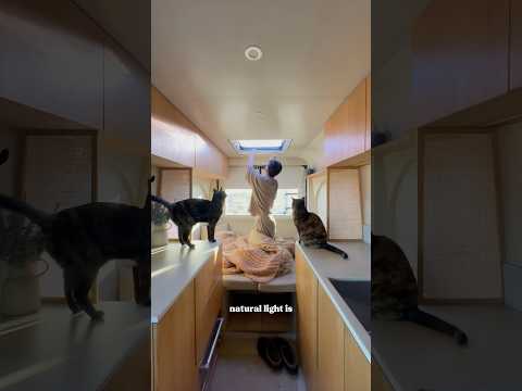 Things that make us feel like we could do vanlife forever! 🚐✨#vanlife #camper #couple #cats