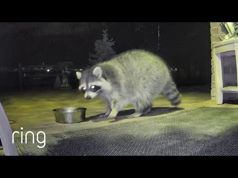 Disciplined Raccoon Sticks to Its Diet | RingTV