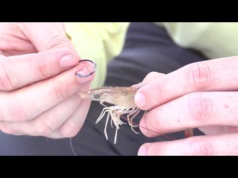 how to hook dead shrimp