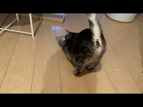 ケツを向けてお出迎えとはいい度胸だ