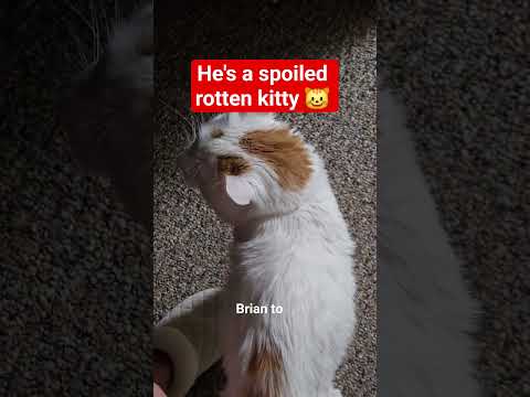 #viralvideo #catshorts #funny #fyp #viral #sonic