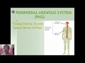 Nervous System Structure and Functions
