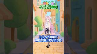 面白どうぶつ雑学～トラ編🐯～ #shorts #動物 #動物雑学 #ホロライブ #hololive #博衣こより
