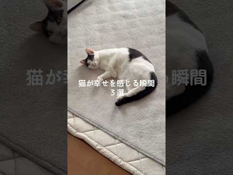 猫の動画サムネイル - 猫が幸せを感じる瞬間3選 #猫 #ねこ #猫のいる暮らし #保護猫 #猫との暮らし #猫好きさんと繋がりたい #猫動画 #猫のいる生活 #猫好き #ねこのいる生活 VOICEVOX:ずんだもん