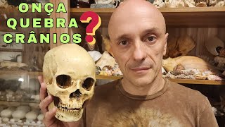 MORDIDA DE ONÇA PODE QUEBRAR UM CRÂNIO? Pergunte ao Biólogo Guilherme Domenichelli