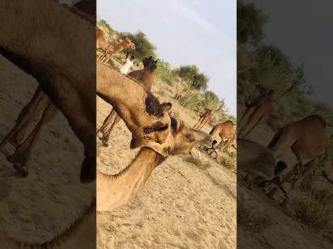 female camel attacking #shorts