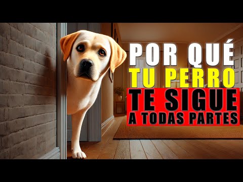 Porque TU PERRO TE SIGUE a todas partes 🐶🏡 10 Sorprendentes Razones.