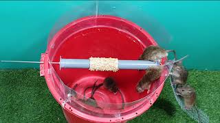 Top 10 trampa para ratones eléctricos /10 Las mejores ideas para trampas para ratas