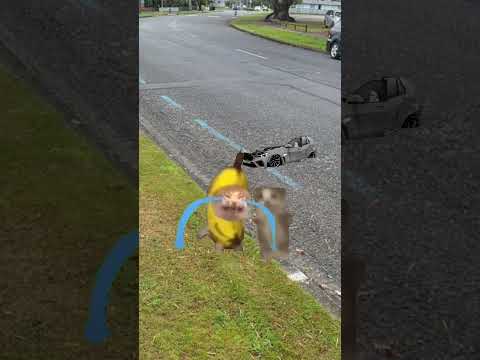 Banana cat's car broke down.🐱🍌 #bananacat #catmemes #shorts #happycat