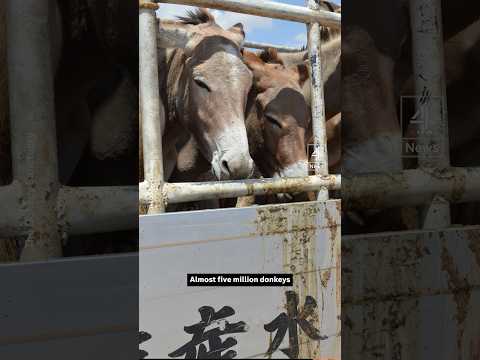 55 African countries ban donkey skin trade