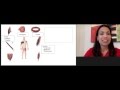 Muscle Arrangement and Function Concepts