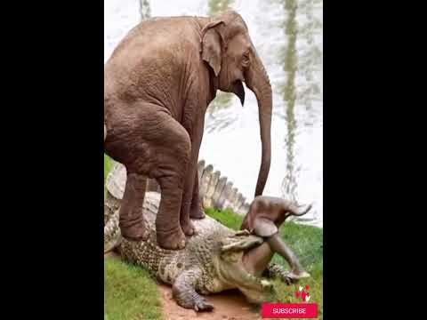 Elefants and crocodile fight save elefants cub #elephant #animals