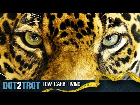 Dot's Carnivore Challenge