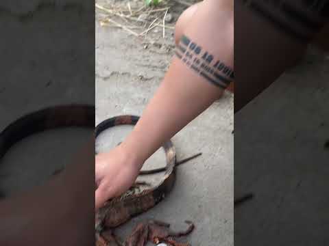 Vĩnh biệt con 🥲 #animal #iguana #rồngnammỹ