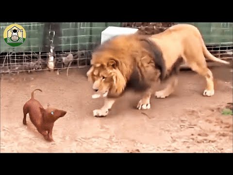 育児放棄されたライオンの赤ちゃんを育った犬。別れて数年後再会した時、まさかのことが【感動】