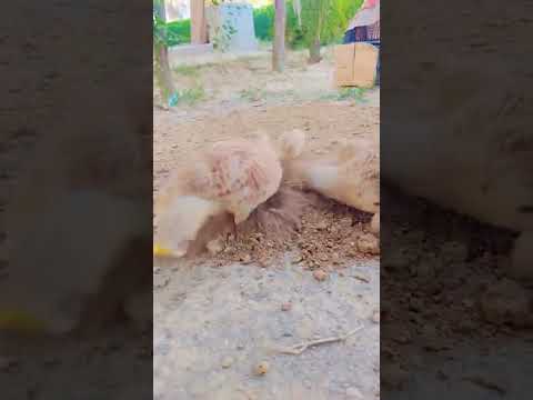 teetar family 🥰#viral #foryou