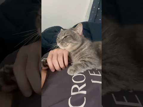 猫の動画サムネイル - 【猫】手握ってほしいんだって🥹#shorts #猫 #猫好きさんと繋がりたい