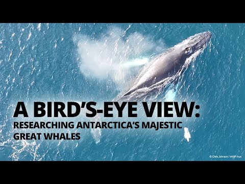 Researching and Protecting Whales in Antarctica
