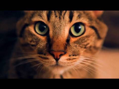 Mean Kitty - Valentine's Day