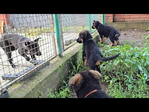 Little gang💥German Shepherd puppies 2 months old.