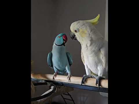 Crazy 🤪 parrots #funny #parrot #youtubeshorts#parrottalking #pets #fpy t