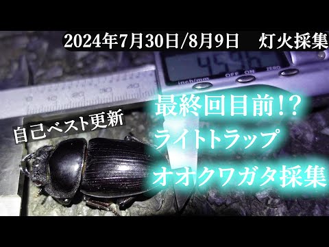 第4夜【最終回】「オオクワガタ採集で自己ベスト更新!?」【ライトトラップ/昆虫採集/2024夏休み】