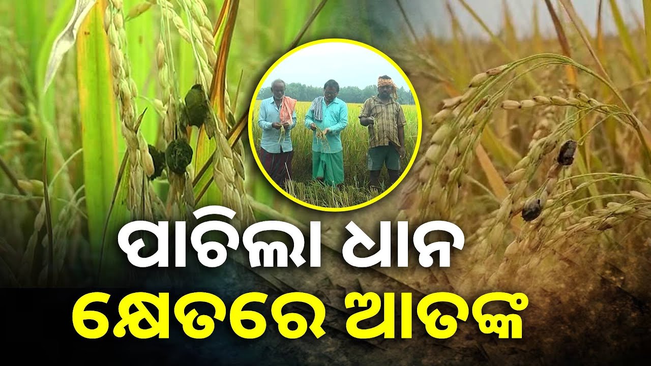 ସାହାର ରୋଗ ଏବେ ଶହ ଶହ ଏକର ପାଚିଲା ଧାନ କେଣ୍ଡା ପାଇଁ ସାଜିଛି କାଳ || Knews Odisha