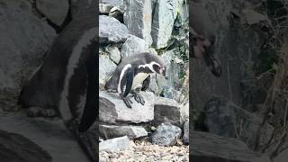 Humboldt PENGUIN - - KÖLNER Zoo #2025 #zoo #travel  #animals #penguin  #germany