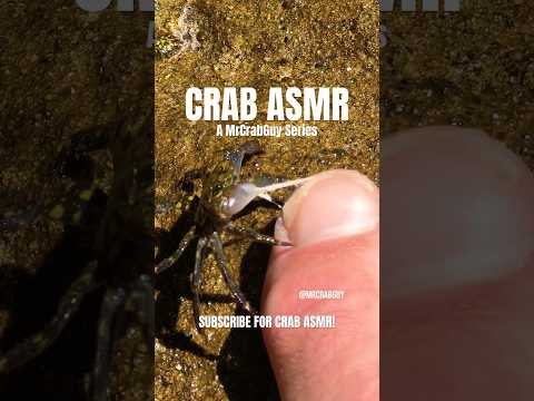 Eating Crabs Mouth ASMR Sounds #crab #asmr #shorts