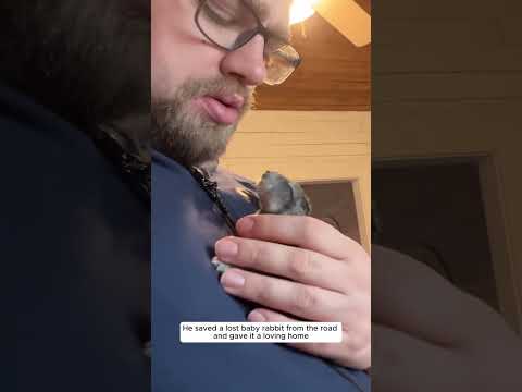 This man saved a lost baby rabbit from the road and gave it a loving home #animalshorts