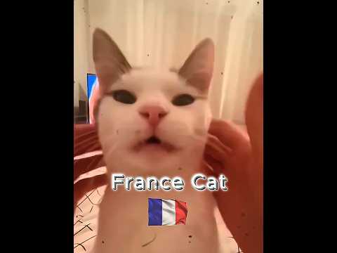 Cats Country 🐈🚩 #shorts #cat #nationality #viral #trolledit #tranding #edit #catshorts #foryou #fyp