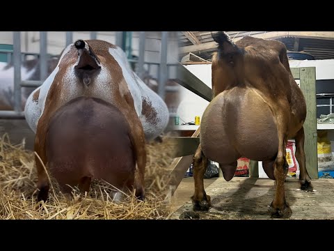 10 Kilo Doodh Dene Wali Alpine Goat | Duniya Ki Sabse Zyada Doodh Dene Wali Bakri