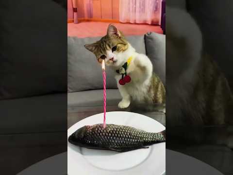 На это можно смотреть ВЕЧНО!! Смешные Кошки и Собаки! 😂😂😂 #Shorts