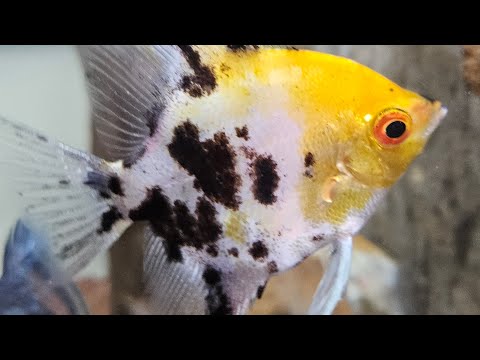 Somethingfishyinc.net is live! gm fishy heads 

updates..

prebagged plant Sale.. cheap! 
more deals more stuff to unload asap! 
op