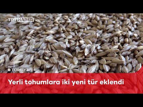 Buğdayın atası Siyez’e iki yeni tescil