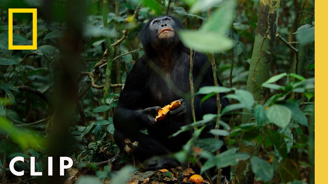 Bonobos and Their Unique Hunting Strategies