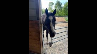9/28/26 Rainy Week Ahead with the Horses