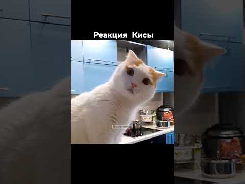 А ваш кот тоже все понимает😂? Подпишись 👉🏻👉🏻  #кот #cats #котенок #котики #catshorts #кошки