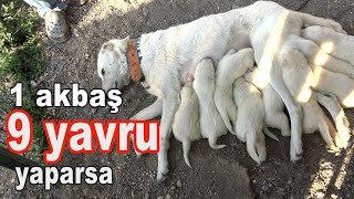 BU AKBAŞ TAM 9 YAVRU YAPTI