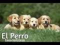 Conocimientos sobre perros famosos