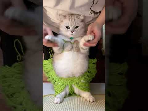 Please enjoy belly shaking from Egypt Cat gesture dance Cat forced to open business Cat shaking