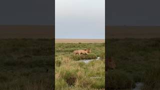 A buffalo set between a roach and a hard place in Mara with two male lions looking to lock down.