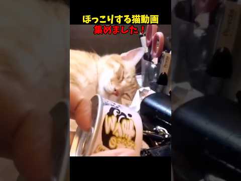 猫の動画サムネイル - ほっこり〜😌 #猫 #cat #cats #cute